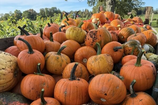 Hästochgrönsakasbonden.se-galleri – 4 (1)