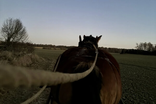 Hästochgrönsakasbonden.se-galleri – 6 (1)