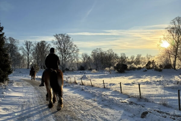 Hästochgrönsakasbonden.se-galleri – 7 (1)