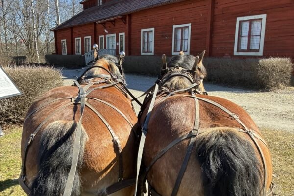 Hästochgrönsakasbonden.se-galleri – 8 (1)